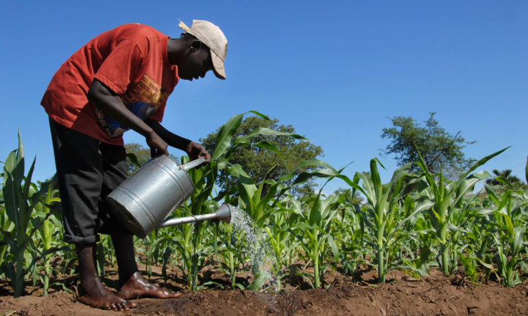 African farmer Salima,Malawi- January 12,2011:A farmer watering his field of sugar cane.The population of Malawi are mostly cultivated mainly sugar cane, a mainstay of the country