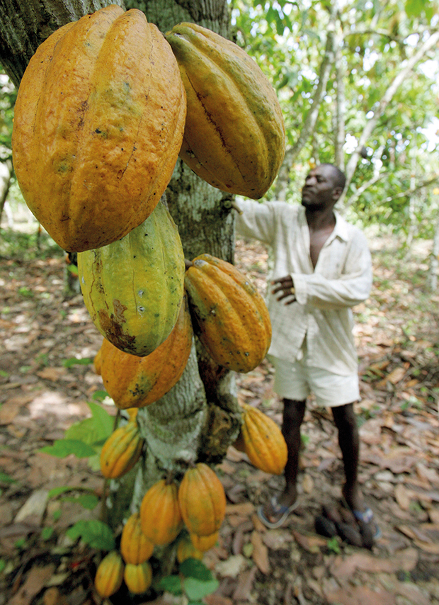 TO GO W/ AFP STORY IN FRENCH BY David YO TO GO W/ AFP STORY IN FRENCH BY David YOUANT
A plantation owner checks his cocoa trees in the southwestern Ivorian village of Godilehiri 01 November 2007 near Divo where cocoa and coffee plantation farmers are upset with suspected misappropriation of cocoa revenue or money laundering. Ivory Coast is the world's leading producer of cocoa, which along with coffee accounts for 40 percent of the country's exports and about 20 percent of gross domestic product. A June report by Global Witness charged that cocoa helped finance low-level armed conflict that has left Ivory Coast divided in two for five years between a government-held south and a rebel north since a foiled coup bid in 2002. AFP PHOTO / ISSOUF SANOGO (Photo credit should read ISSOUF SANOGO/AFP/Getty Images)