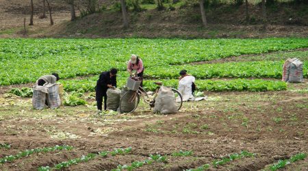 Harvest of vegetables on the filed in north korea