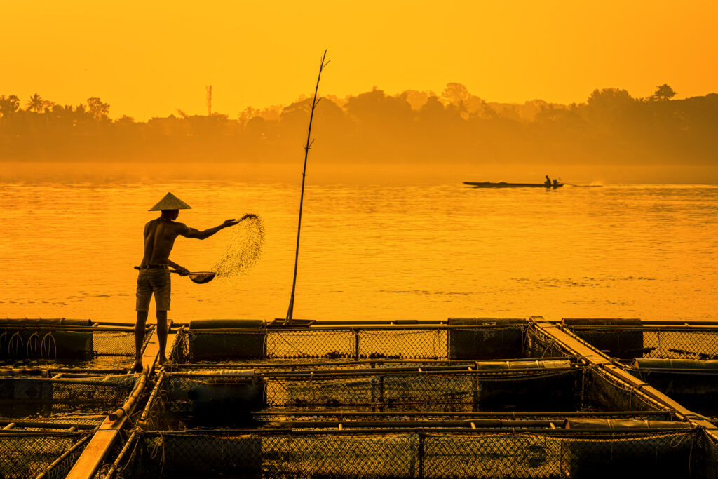 Fisherman feeds the fish in a commercial farm in Mekong river, Nongkhai. Farmers feeding fish in cages, Mekong River. The Tilapia for feeding fish in northeast of Thailand.