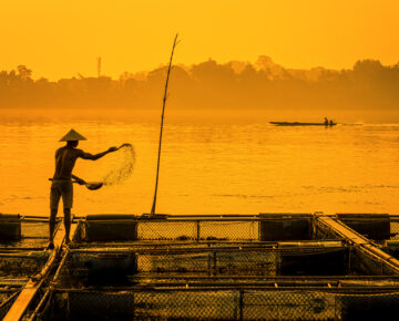Fisherman Feeds The Fish In A Commercial Farm In Mekong River, Nongkhai. Farmers Feeding Fish In Cages, Mekong River. The Tilapia For Feeding Fish In Northeast Of Thailand.