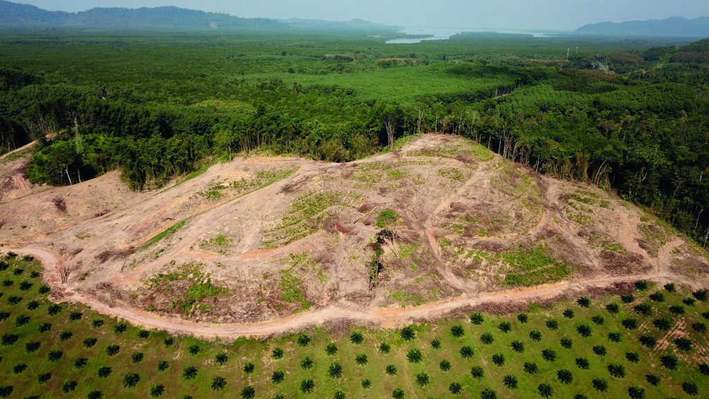 Palm oil, deforestation and rainforest Oil palm plantation at edge of rainforest where trees are logged to clear land for agriculture in Southeast Asia