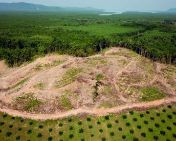 Palm Oil, Deforestation And Rainforest
